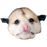 opossum