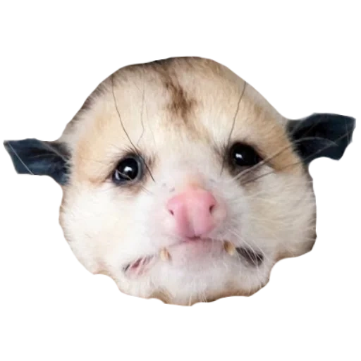 opossum, oposum avec un fond blanc