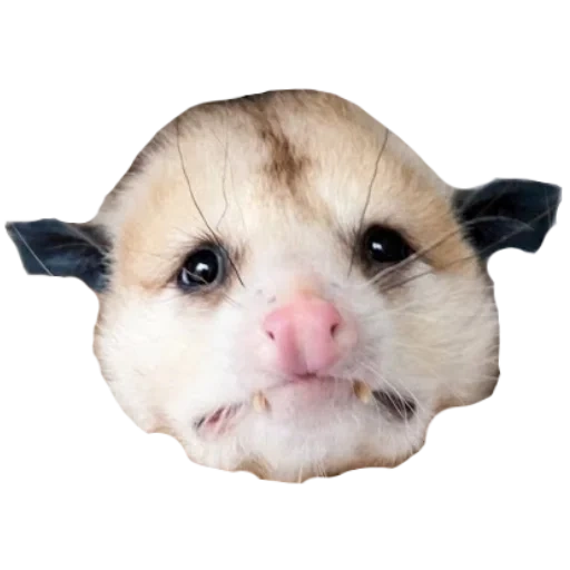 opossum, opossum white background