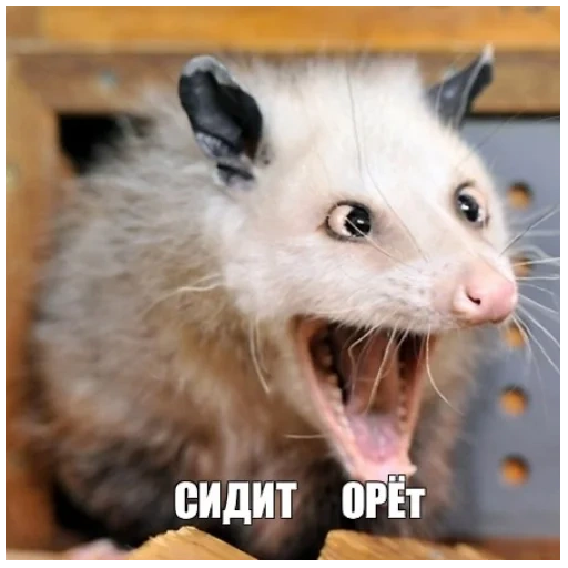 opossum, opusum evil, opissum heidi, opossum hurlant, opissum heidi crie