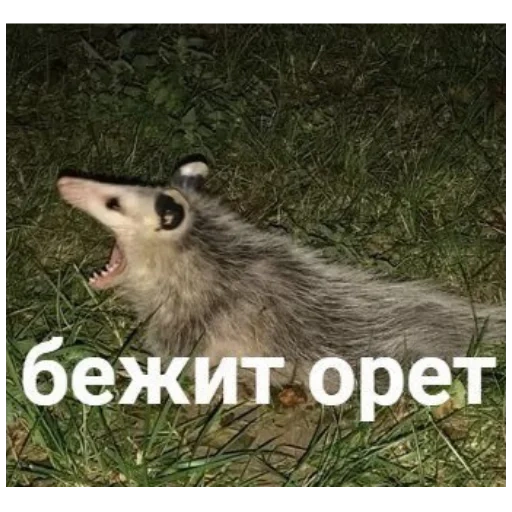 opossum, run shouting and shouting, opossum running, memes of running around and shouting, the opossum is running wildly