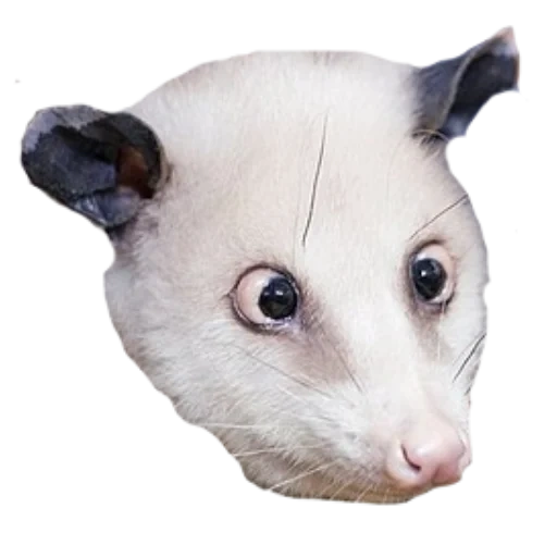 opissum heidi, opusum laurie yang terkejut, virginsky opossum heidi