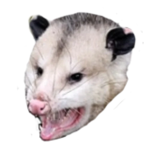 opossum, opusum hurle, l'opissum crie, oposum avec un fond blanc