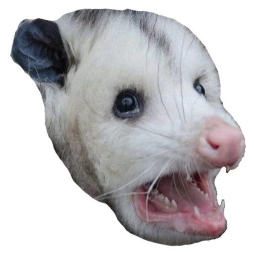 opossum, oposum avec un fond blanc, oh ces meurtres