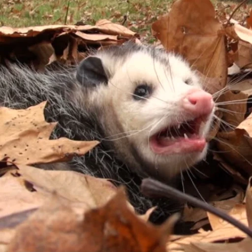 opossum, opossum meme, opossum call, screaming opossum, sad opossum