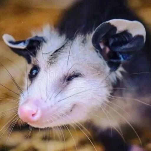 beutelratte, ohren iliasum, saundice iliac, die tierischen ispone, virginsky opeksum