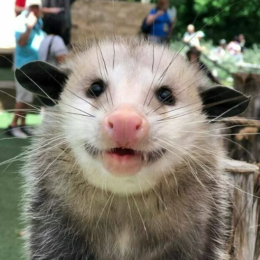 opossum, opossum call, opossum sideways, big-eared opossum, small opossum
