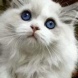 katze, wunderschöner kuss, die rasse ragdoll, ragdoll cat ist weiß, weißes flauschiges kätzchen