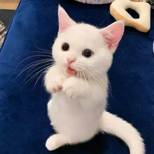 cat, cats, cute cats, cute cats, white kitten