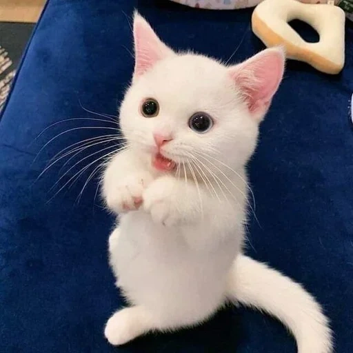 gato, gatos, gatos lindos, gatos lindos, gatito blanco