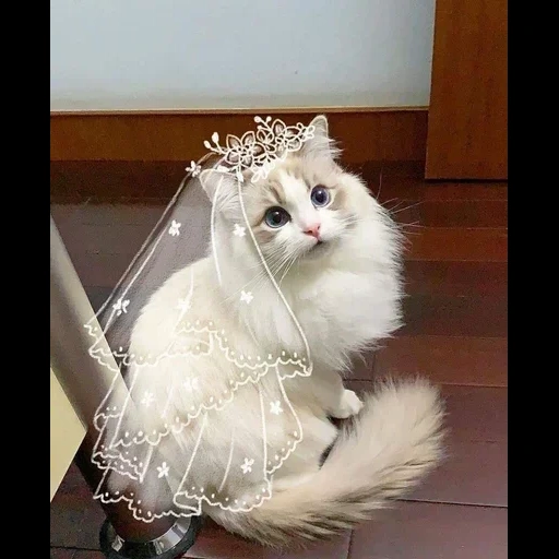 кот, кошка, кошка фате, котенок фате, кошка свадебном платье