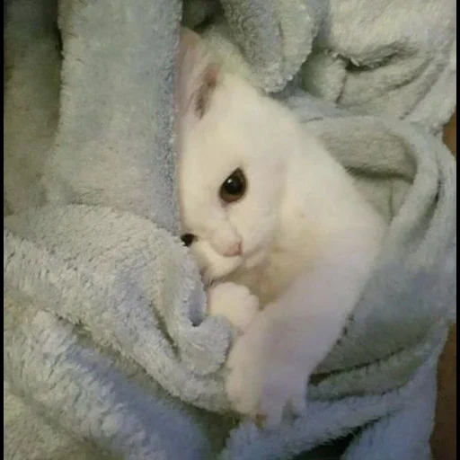 кот, белая кошка, сонный котик, котята милые, котенок белый