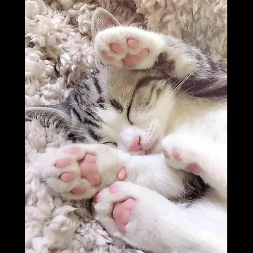 gato, gatinho dormindo, doce gatinho, gatinhos fofos para dormir, gatinhos encantadores