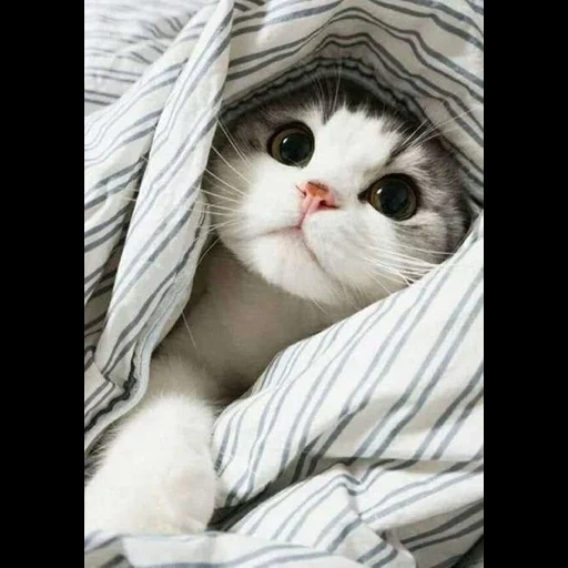 gatos, cobertor de gatinho, um gato fofo, gatos fofos são engraçados, fotos de gatos fofos