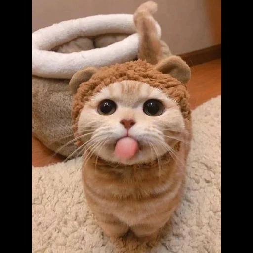 cat, cat, the cat is funny, funny animals, the cats are funny cute