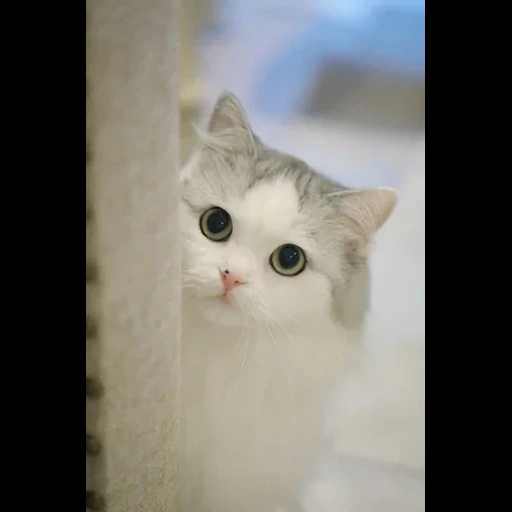 gatto, gatti carini, nyashny cats, bel gatti bianchi, foto di simpatici gatti