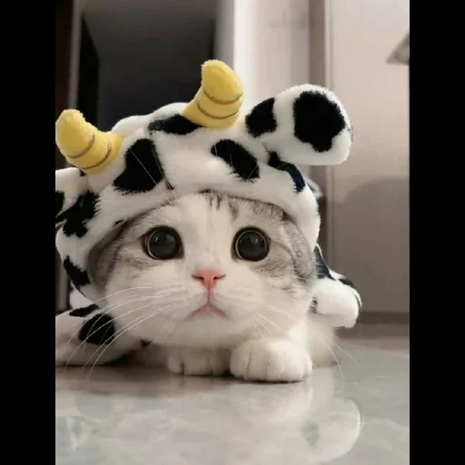 gatos, hat de gatinho, um chapéu de gato fofo, os animais mais fofos, gatos fofos são engraçados