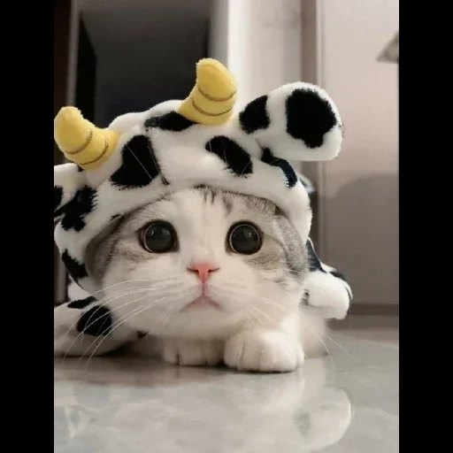 anjing laut yang lucu, kepala anak kucing, topi kucing yang lucu, hewan paling lucu, kucing lucu itu lucu