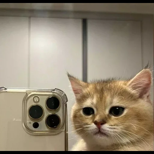 gatto, gatto, gatto, selfie per gatti, gatti divertenti
