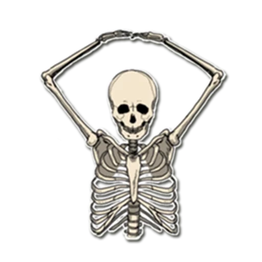 das skelett, skelett des schädels, skelett ohne hintergrund, aufkleber mit skelett