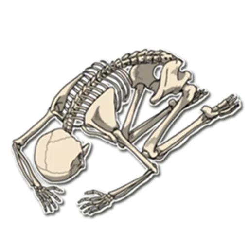 боб скелет, кости скелета, скелет животных, неизвестные авторы