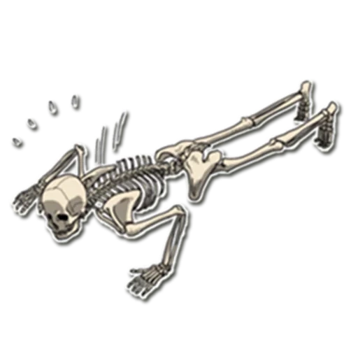 squelette, os squelettiques, autocollants squelettes, os du squelette du dnd