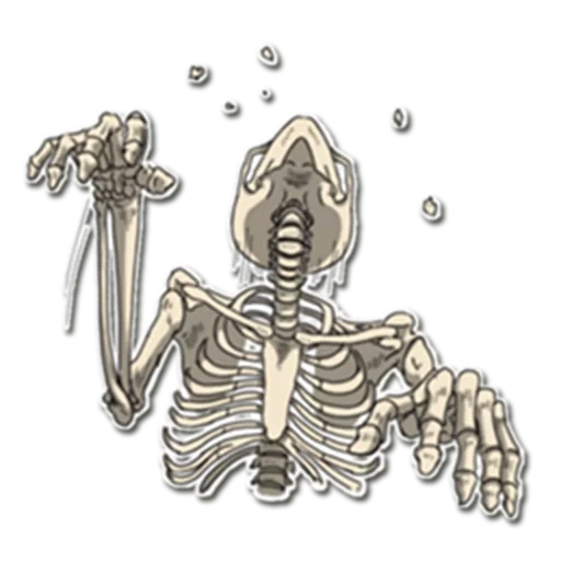 das skelett, the skeleton, bob skull, das muster des skeletts, menschliches skelettmuster