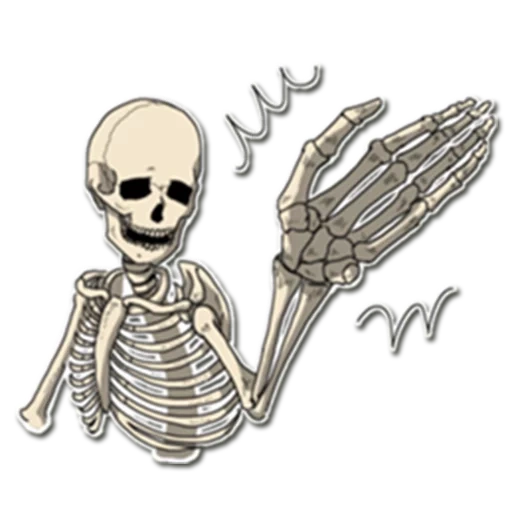 skeleton, skeleton, background-free skeleton, skull sticker