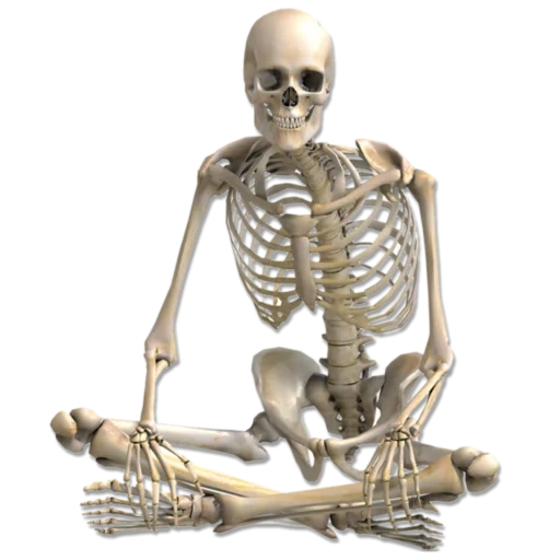 kerangka anatomi manusia, tubuh kerangka seseorang, kerangka seseorang tulang, kerangka manusia, kerangka duduk