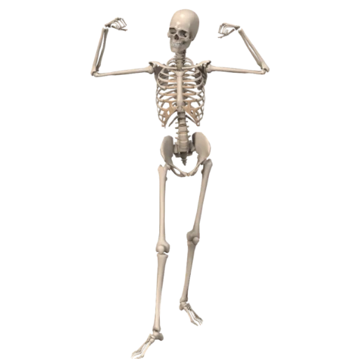 scheletro umano, scheletro umano, scheletro di una persona ossa, scheletro femminile, scheletro