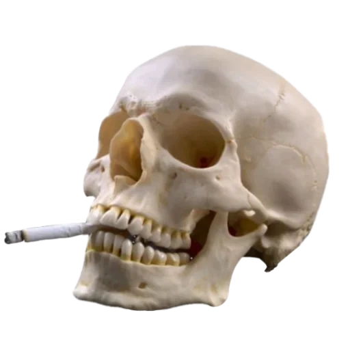 череп, способы самоубийства, курение, череп головы, курящий череп