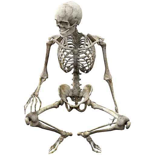 esqueleto humano, esqueleto humano anatomia mayers, esqueleto sta