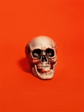 the skull, der schädel, jack skull, totales gesicht des schädels, der menschliche schädel