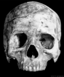 crânios, ossos do crânio, crânio de esqueleto, o crânio é preto, crânio humano