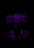 scull, avatar del cranio, cranio al neon, il cranio è viola, cranio viola neon