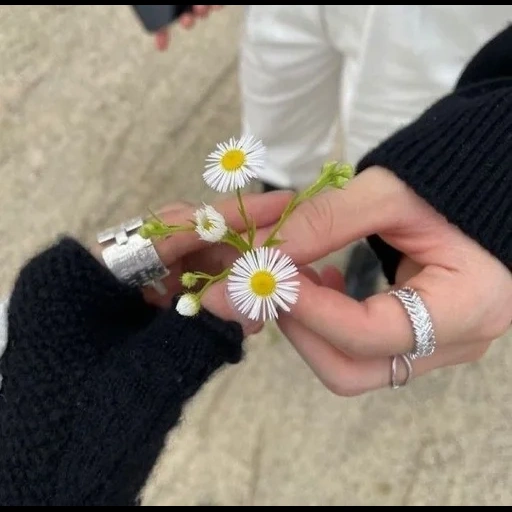 les jambes, camomille, fleur, ma sœur préférée, le gars donne à la camomille