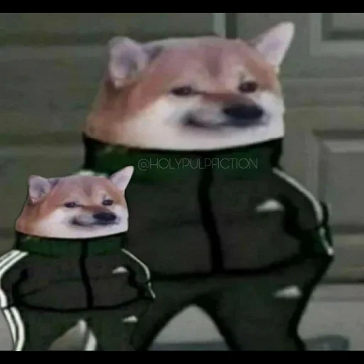 doggo, dog meme, dog set adidas meme