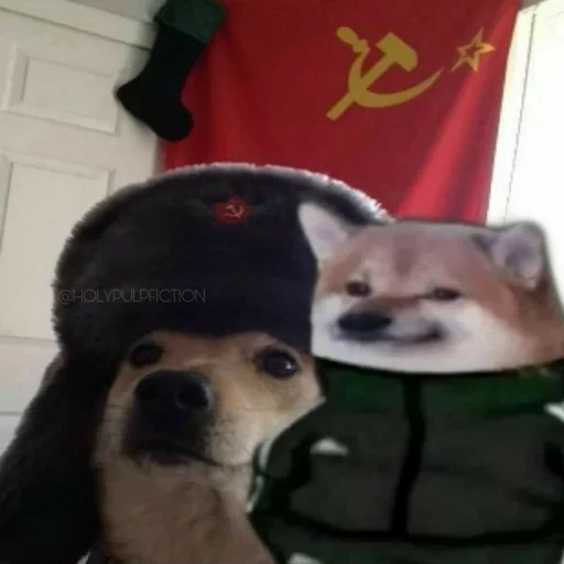 comrade, cyka blyat, king arthur, earmuff dog, dog hat earmuffs