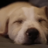 un chiot qui dort, sleeping dog, chiot du labrador, labrador, sleepy labrador mignon