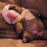 sleeping puppy, english bulldog, the most cute animals, english bulldog puppy, russian state institute of stage arts