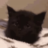 кот, кошечка, милые котики, черный котенок, очаровательные котята