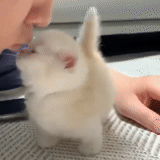 coniglio, il coniglio è bianco, coniglio di casa, angora rabbit, coniglio nano