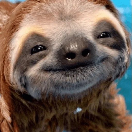 bradipo, piccolo bradipo, sorriso di un animale, bradipo sorridente, animali sorridenti