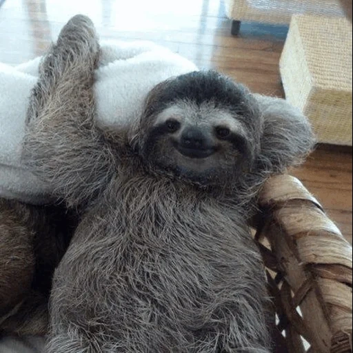 sloth, dear lazy, ladvets funny, lazice animal, three fingered lazy