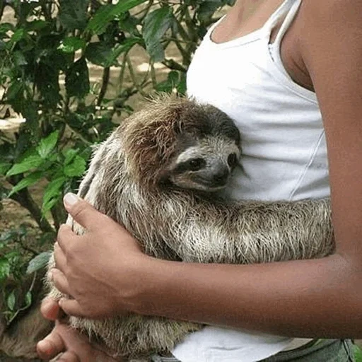 sloth, ladight hands, justin schulz, the animals are cute, lazice hugs