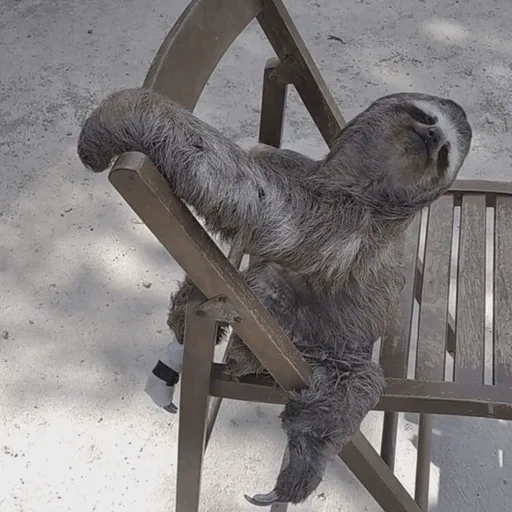 preguiçoso, pequena preguiça, preguiçoso de três dedos, escultura preguiçosa, preguiçoso sentado em uma cadeira