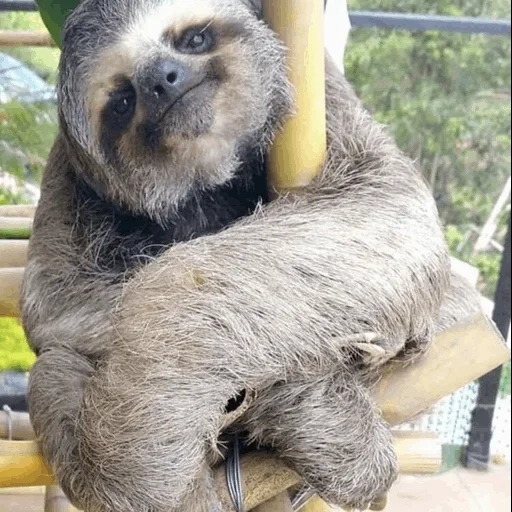 bradipo, piccolo bradipo, bradipo bianco, bradipo contro l'albero, bradipo animale