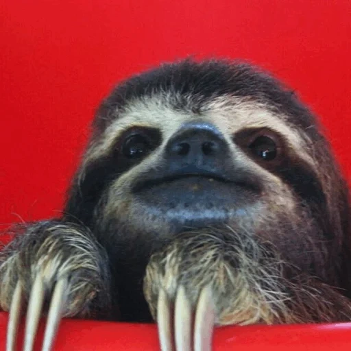 sloth, the teeth of the sloth, the cub of the lazy, lazice rest, the animal is a lazy