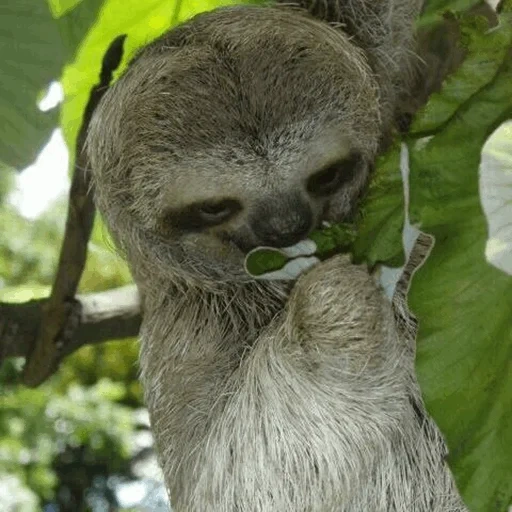 ragondin, la paresse, singe lazvets, le ruban est petit, trois personnes paresseuses