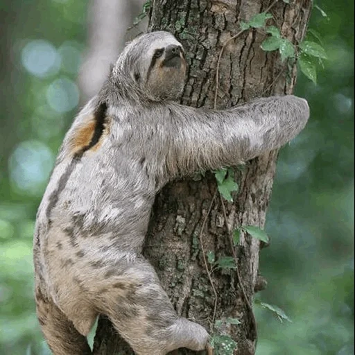 ranura, el animal es un vago, triple de tres cazos, bradypus torquatus colapso, los perezosos solo dejan su árbol una vez por semana para orinar y hacer caca